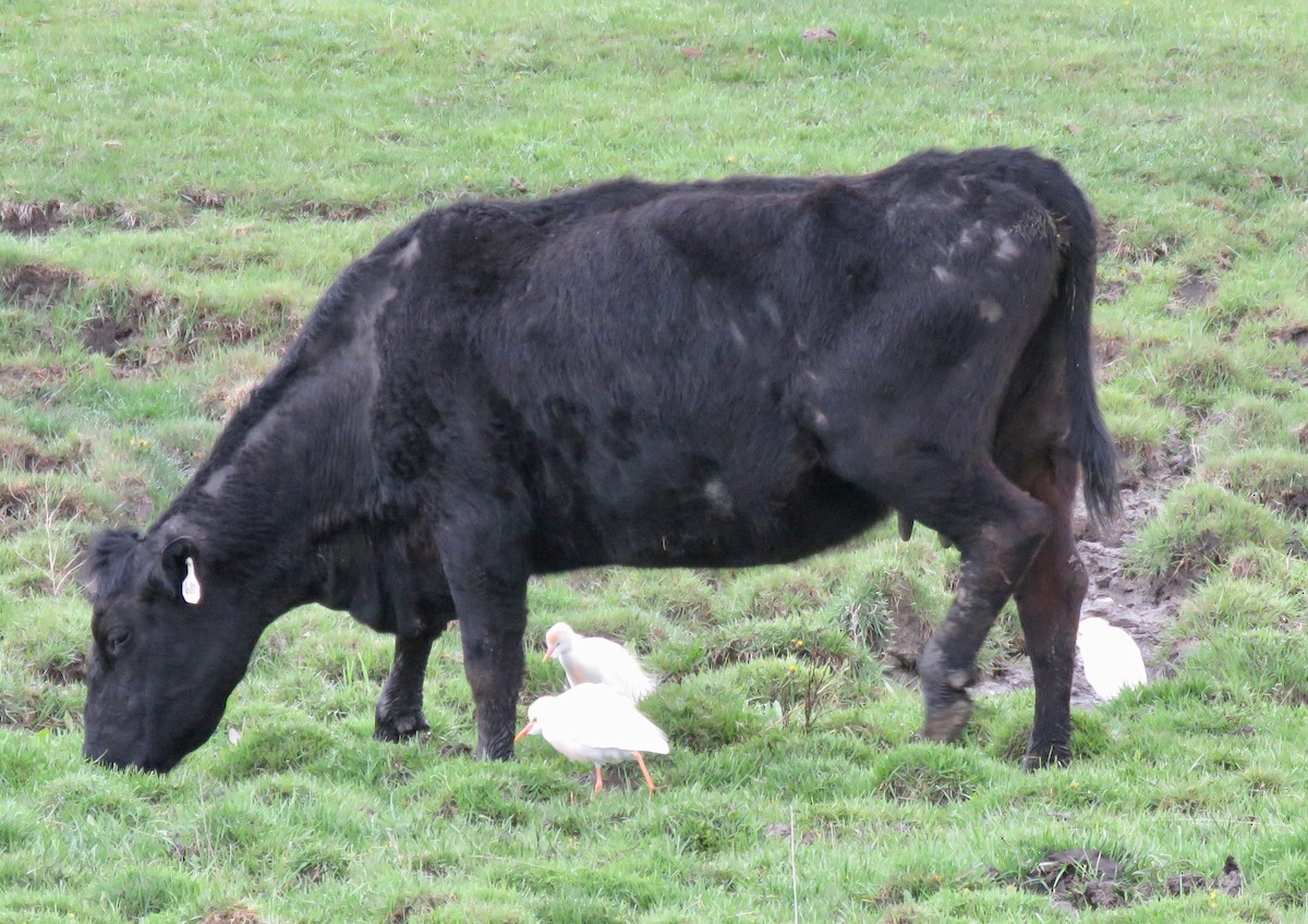 Western Cattle Egret - ML618032035