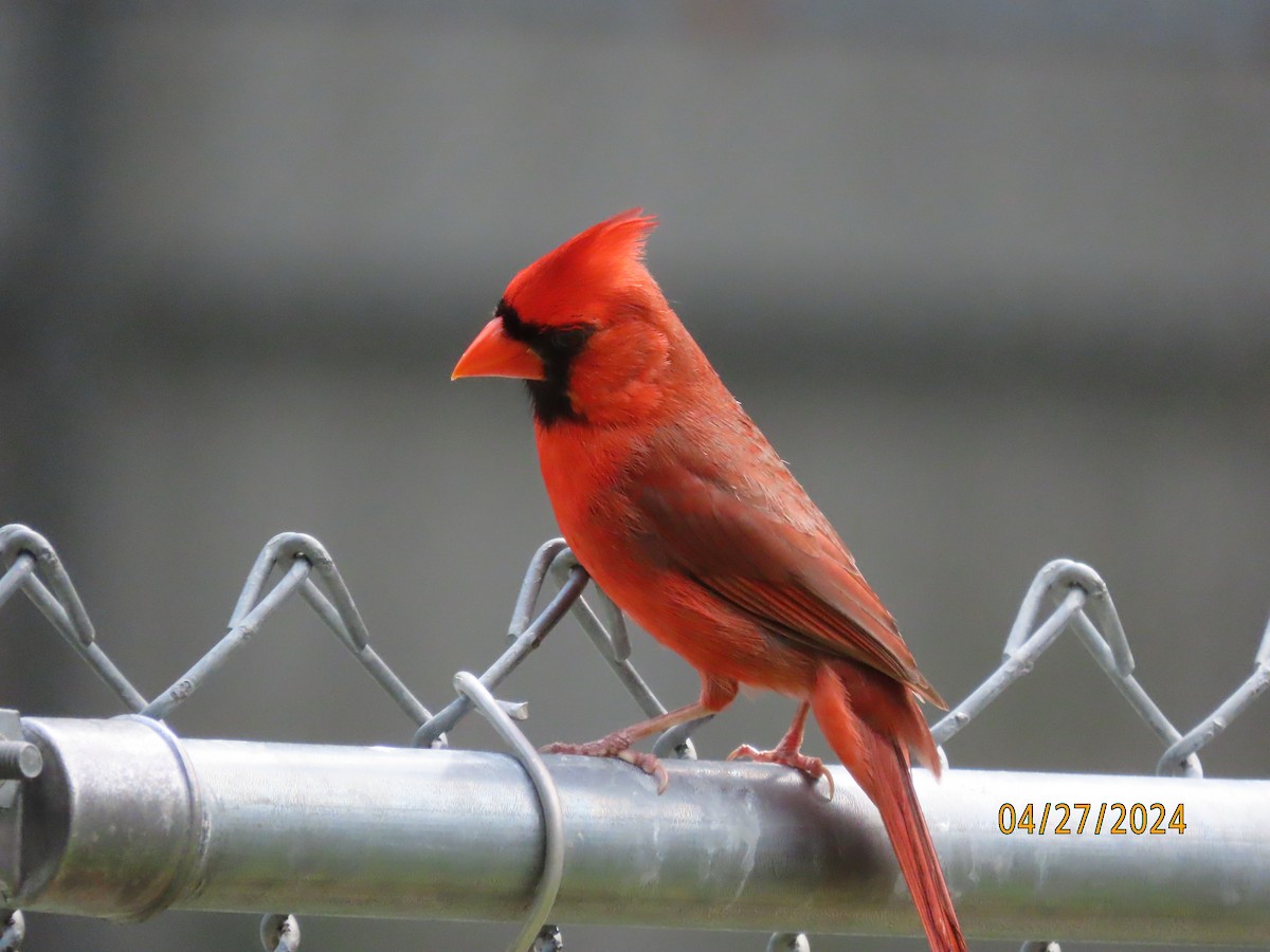 Cardinal rouge - ML618032040