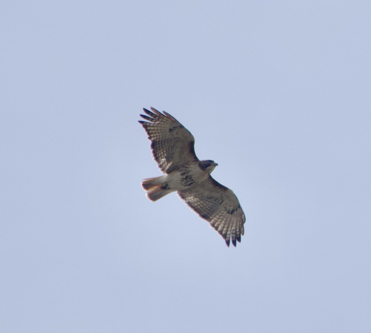 Red-tailed Hawk - Clem Nilan