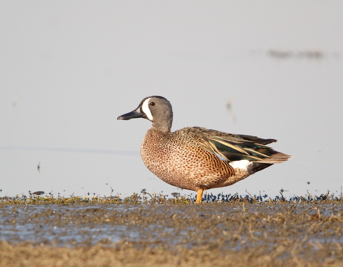 Blue-winged Teal - ML618032051