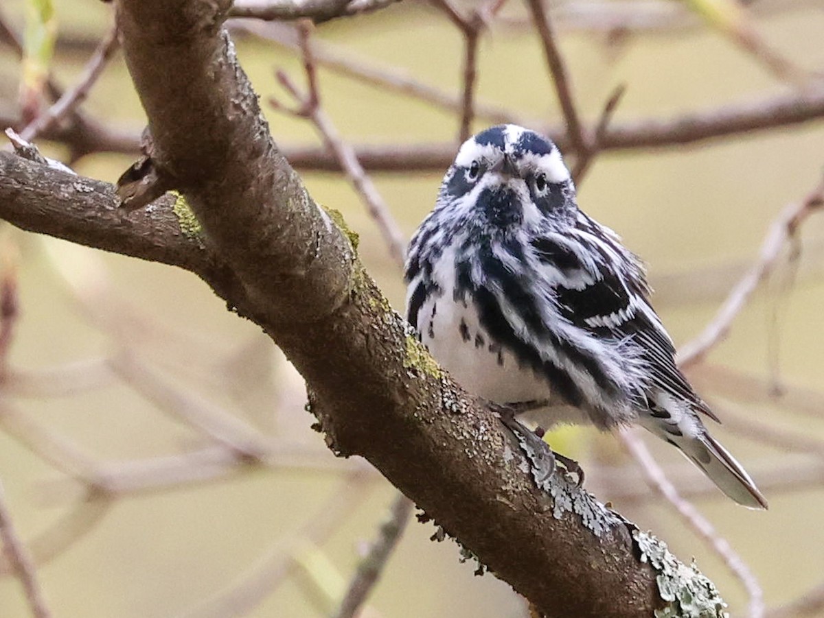 Black-and-white Warbler - ML618032075
