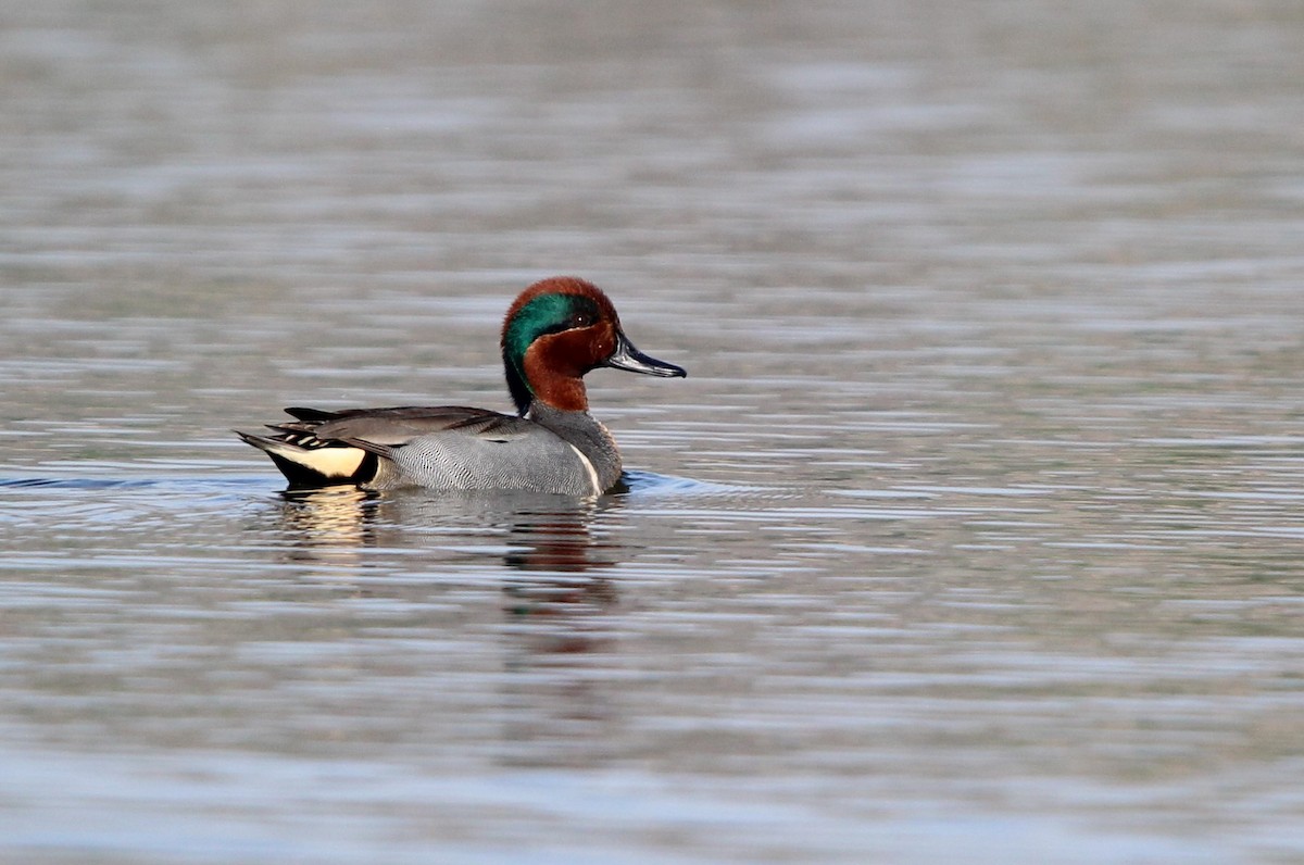 Green-winged Teal - ML618032078