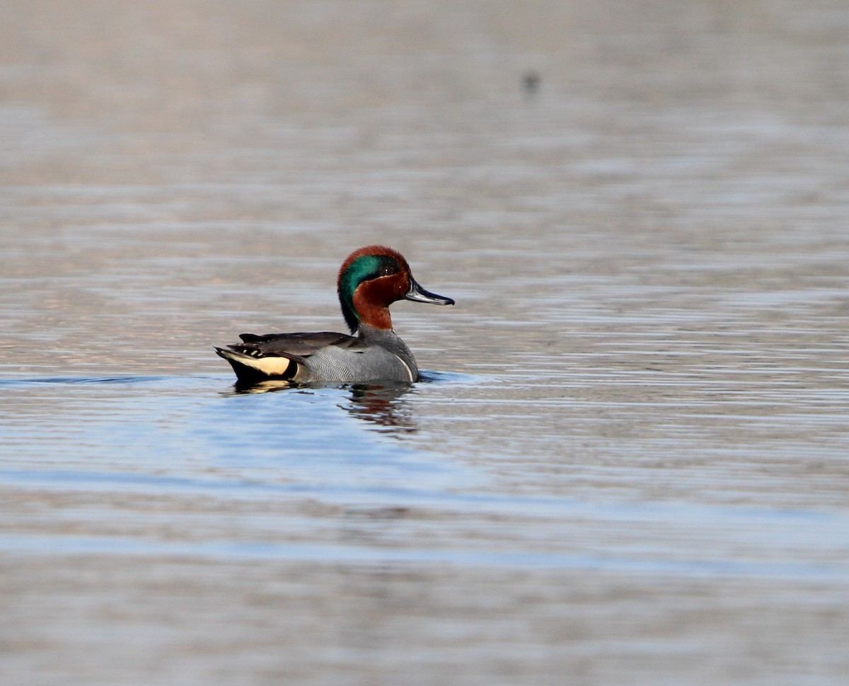 Green-winged Teal - ML618032079