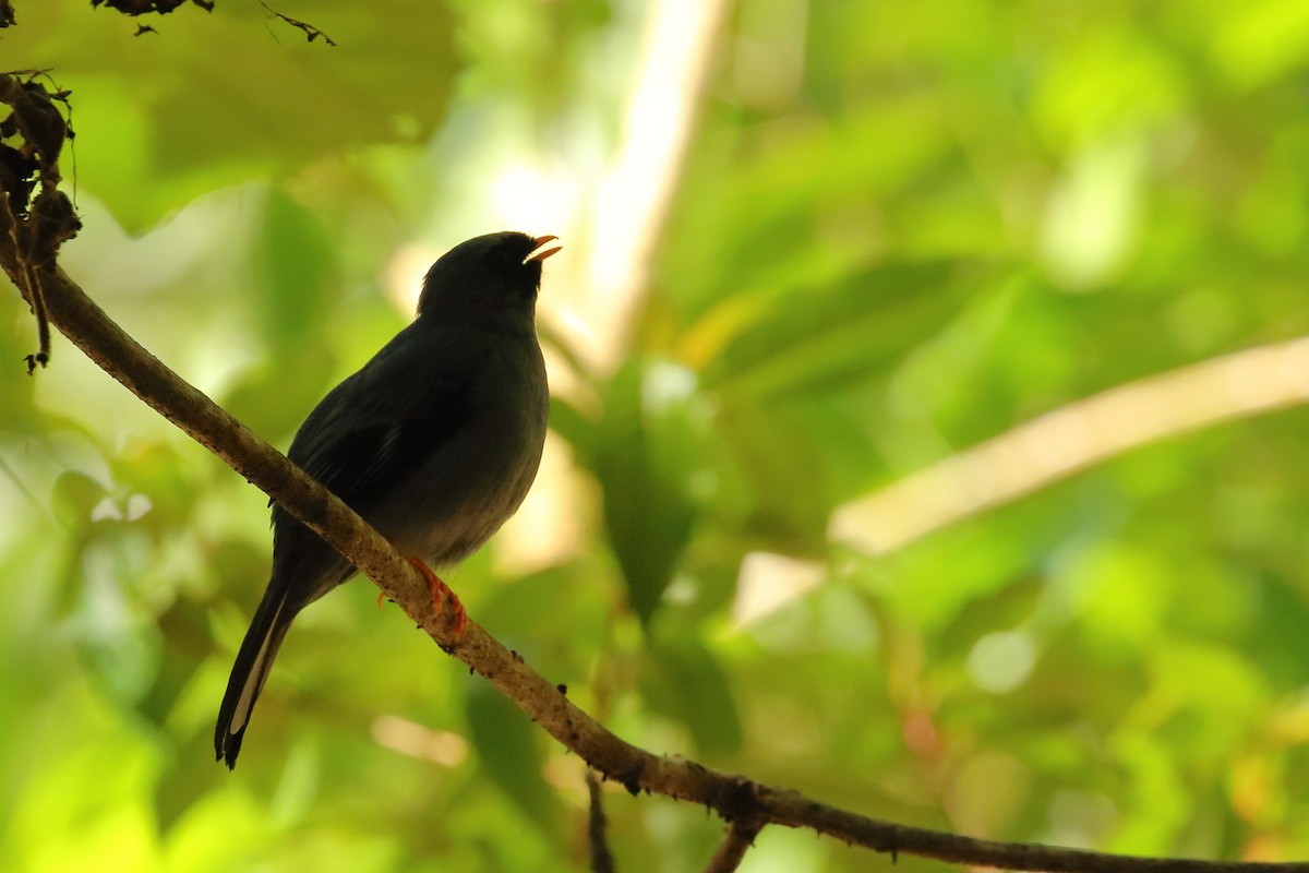 Black-faced Solitaire - ML618032081