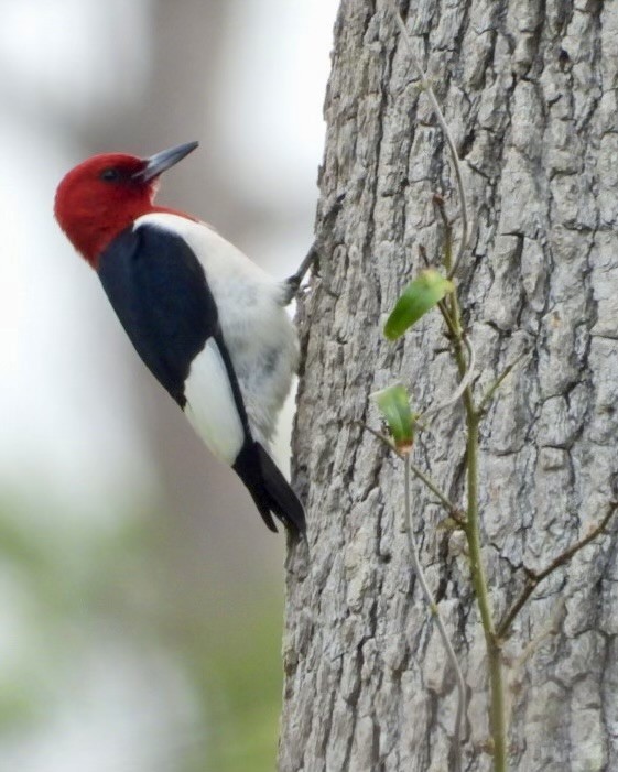 Red-headed Woodpecker - Paul Zimmermann