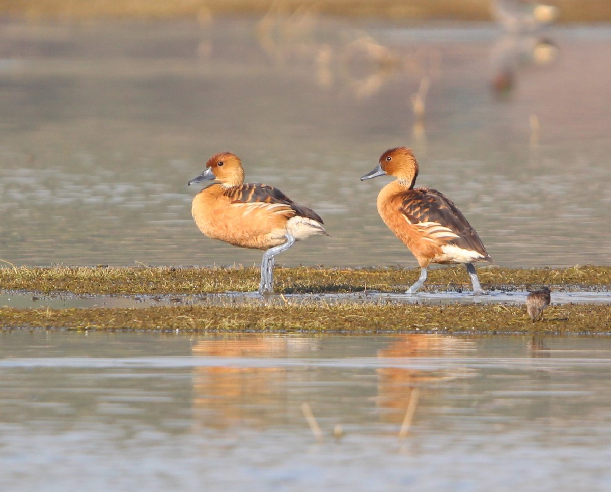 Fulvous Whistling-Duck - ML618032088