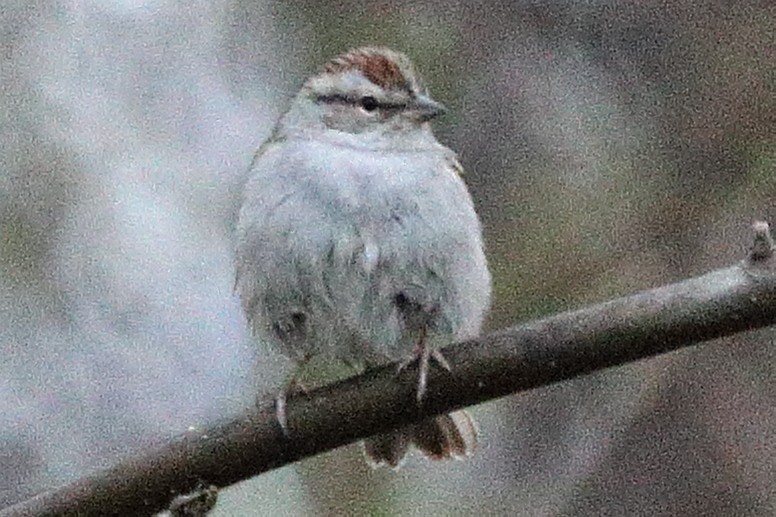 Chipping Sparrow - ML618032094