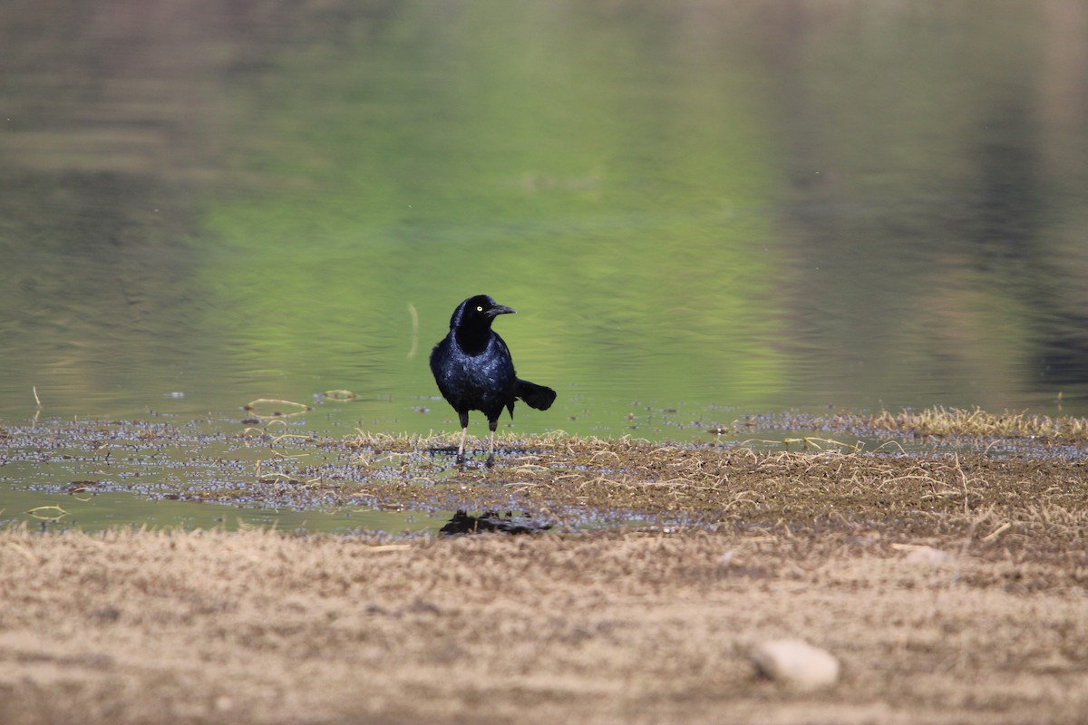 Great-tailed Grackle - ML618032107