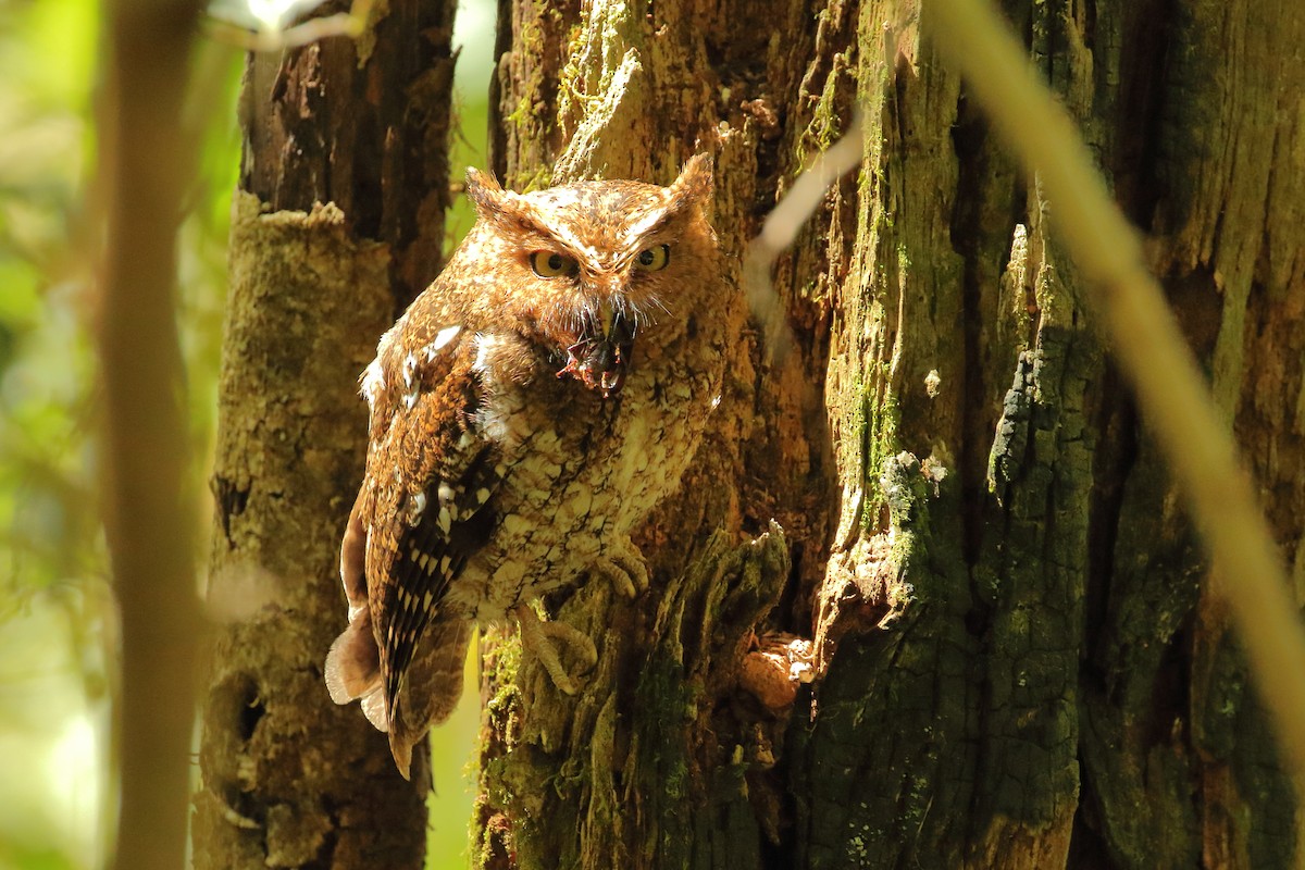 Bare-shanked Screech-Owl - ML618032165