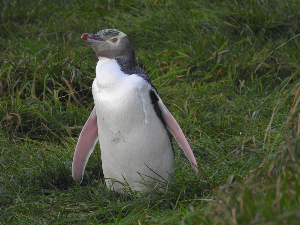 Великолепный пингвин - ML618032198