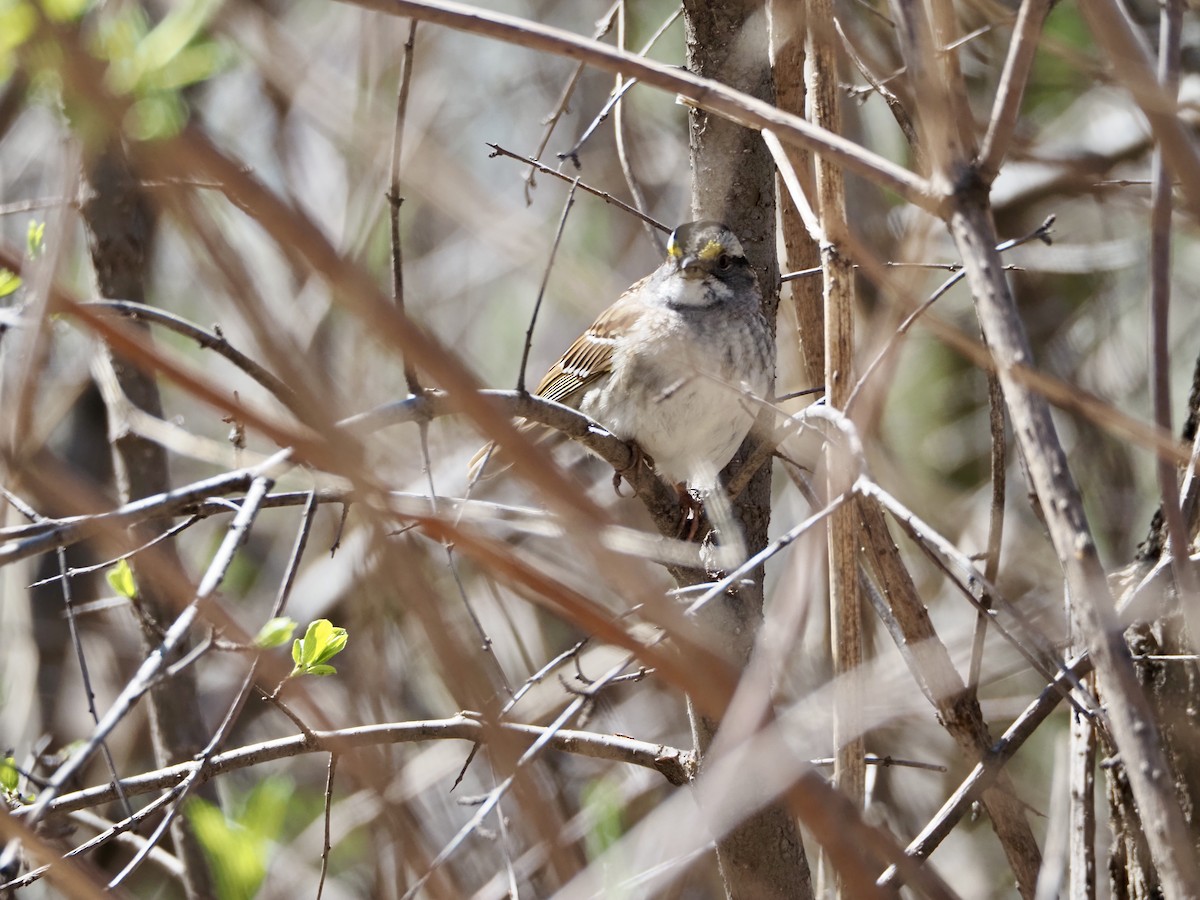 White-throated Sparrow - Thomas Boe