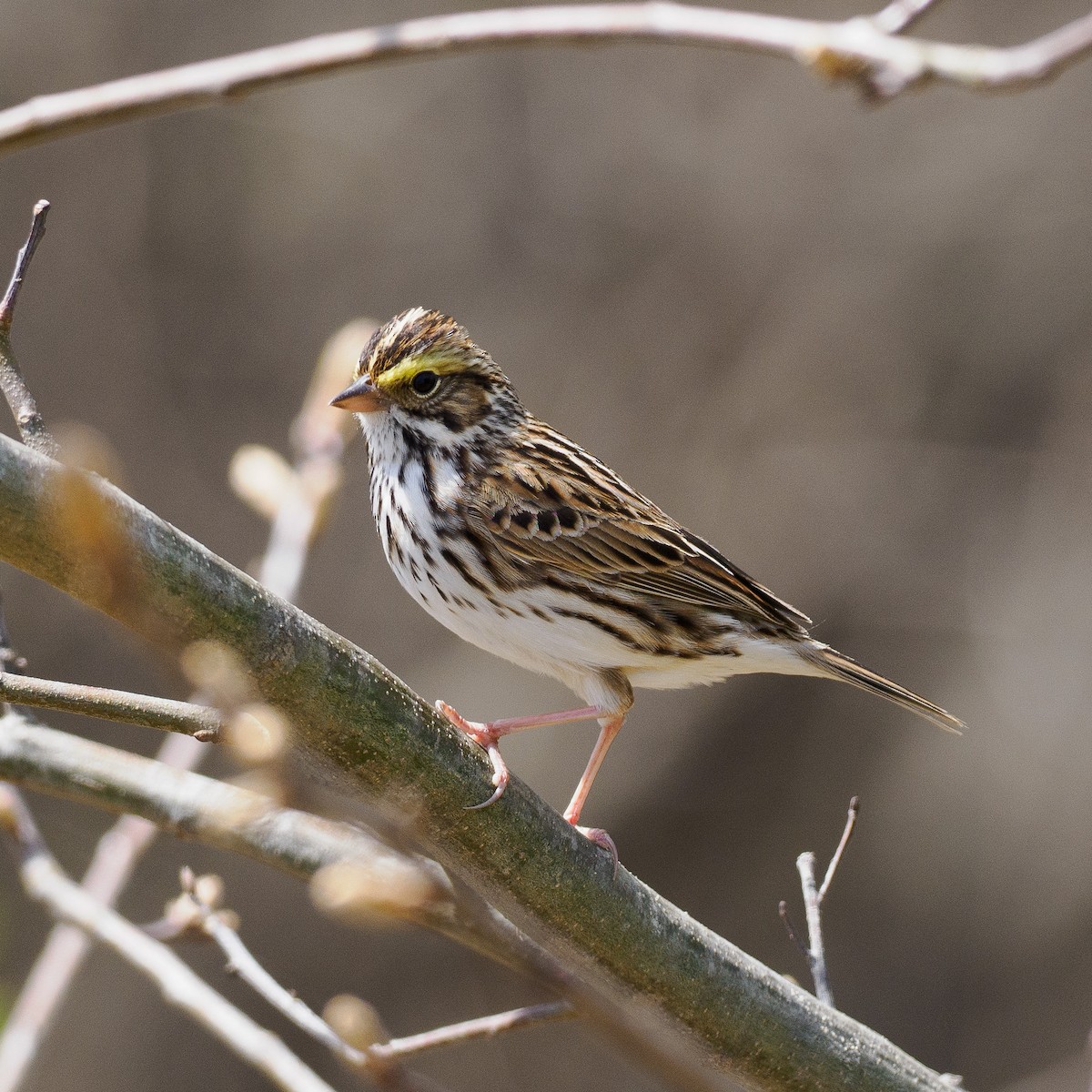Savannah Sparrow - ML618032231