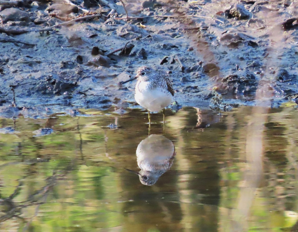 Solitary Sandpiper - Dave&Kerry Sehloff