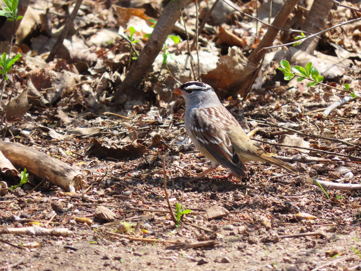 White-crowned Sparrow - ML618032299
