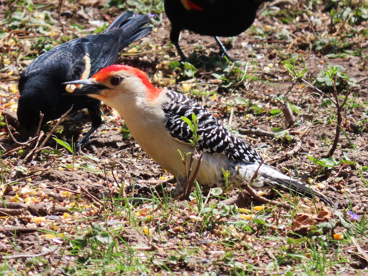 Red-bellied Woodpecker - Dave&Kerry Sehloff