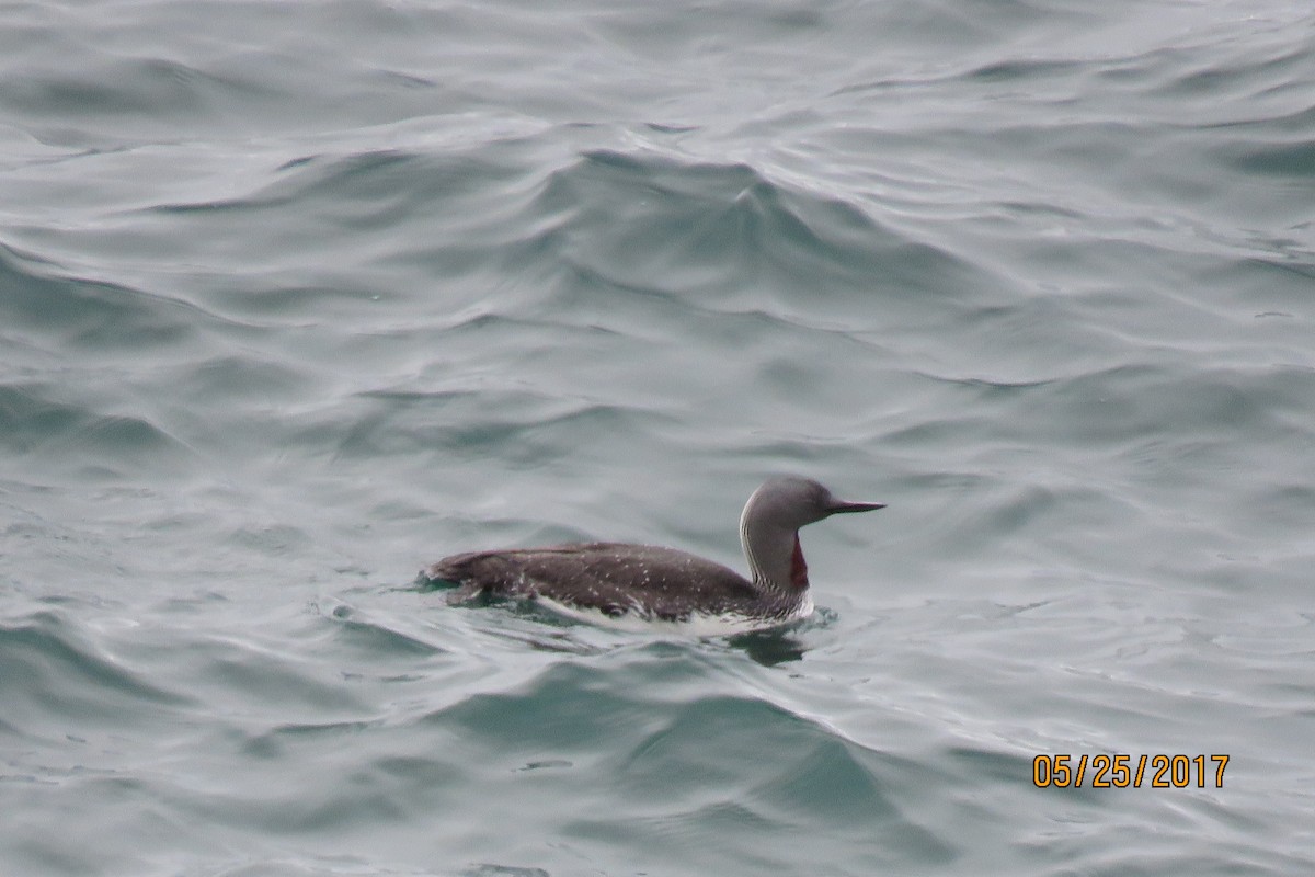 Red-throated Loon - Paul Wolter