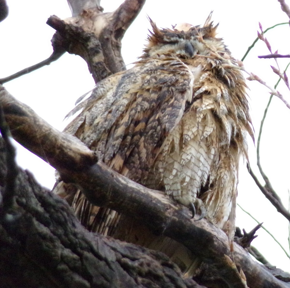 Great Horned Owl - Patricia  Stuckey