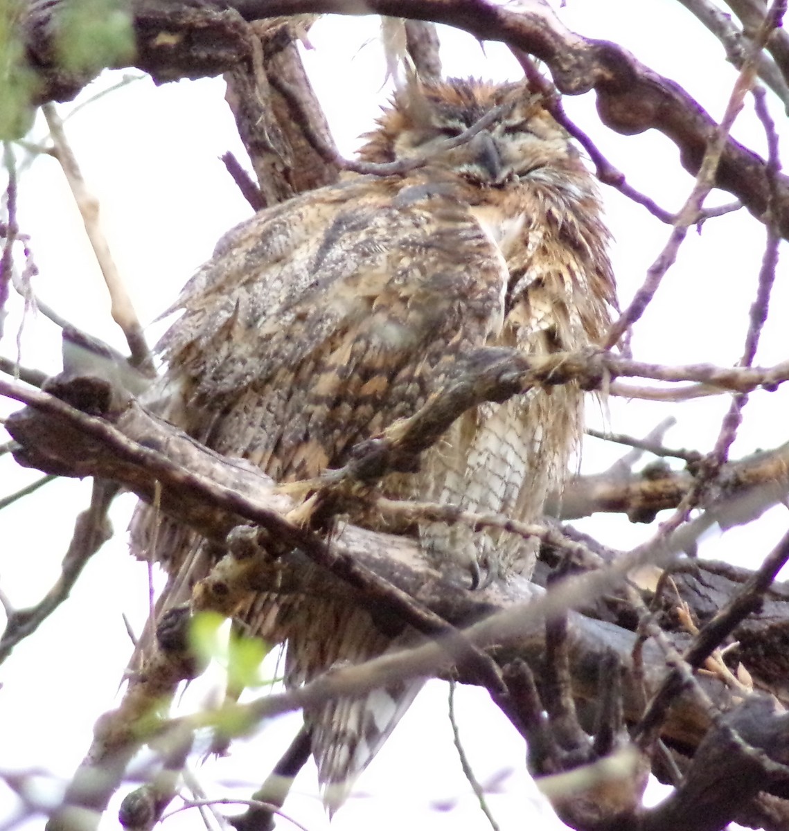 Great Horned Owl - ML618032322