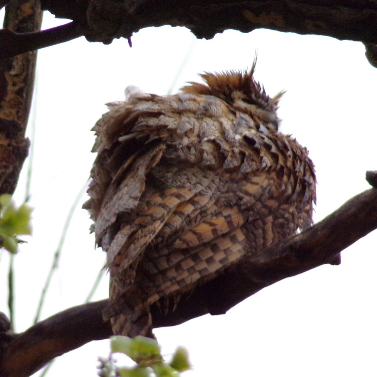 Great Horned Owl - ML618032324