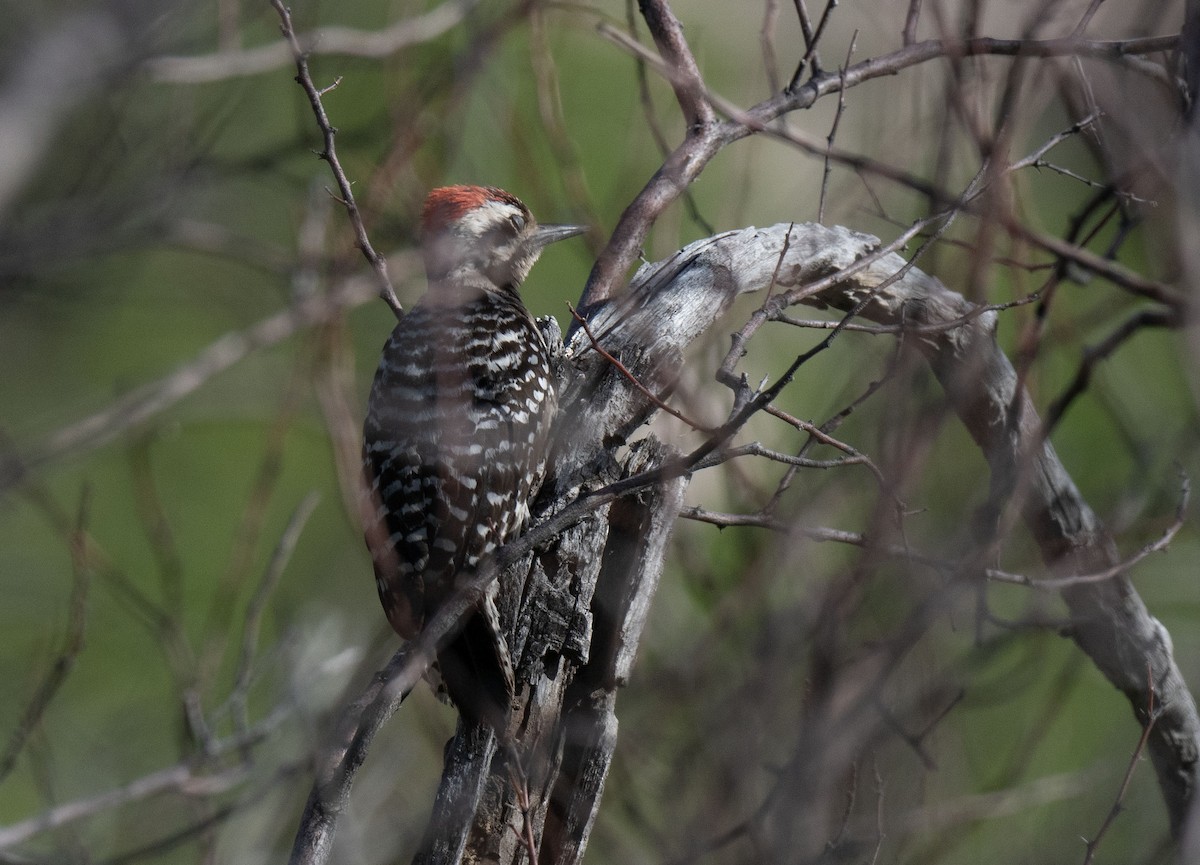 Ladder-backed Woodpecker - Ronnie d'Entremont