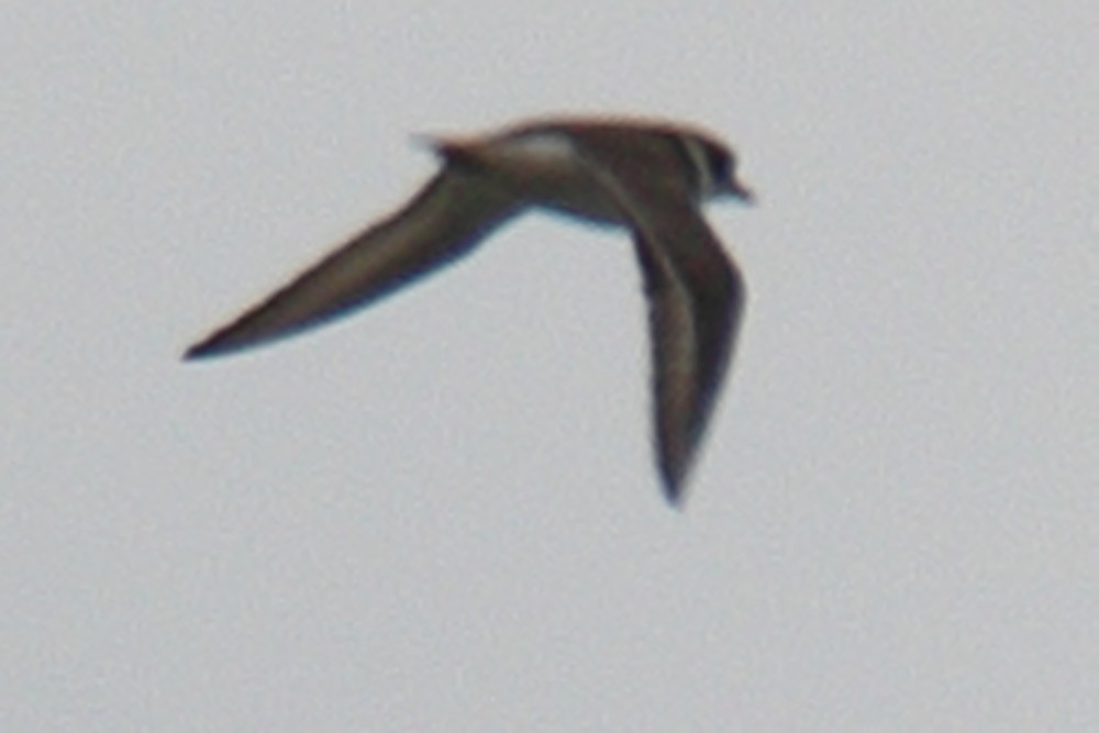 Semipalmated Plover - ML618032329