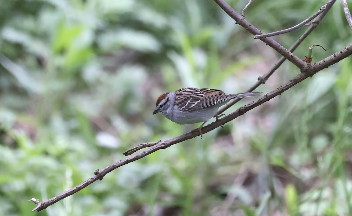 Chipping Sparrow - ML618032358