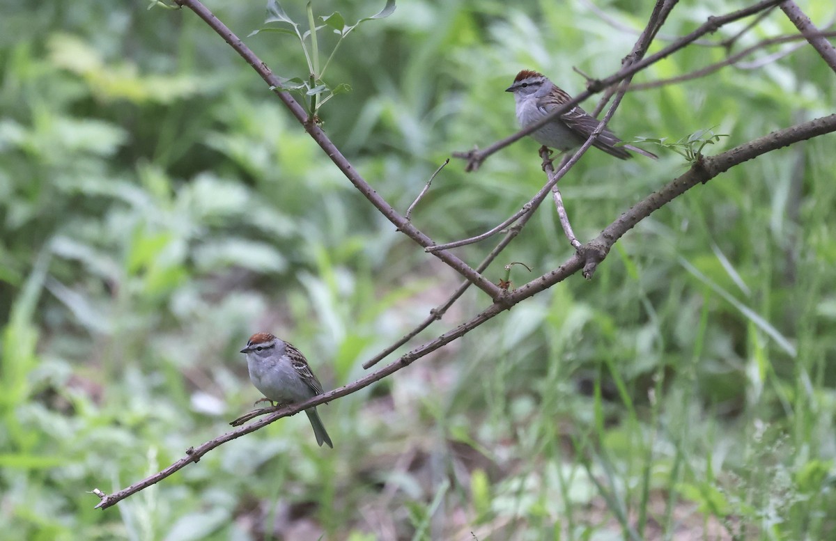 Chipping Sparrow - ML618032359