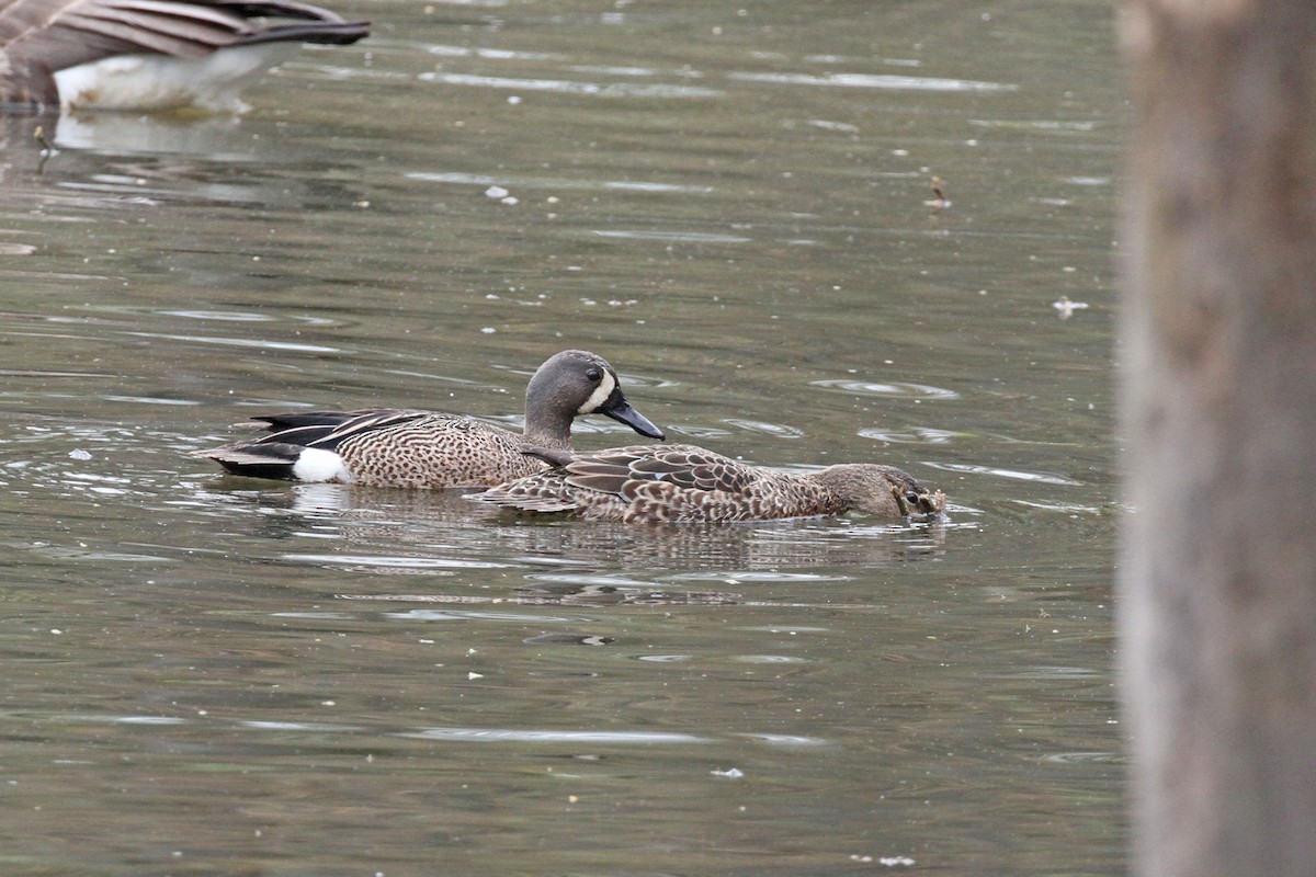 Blue-winged Teal - ML618032360
