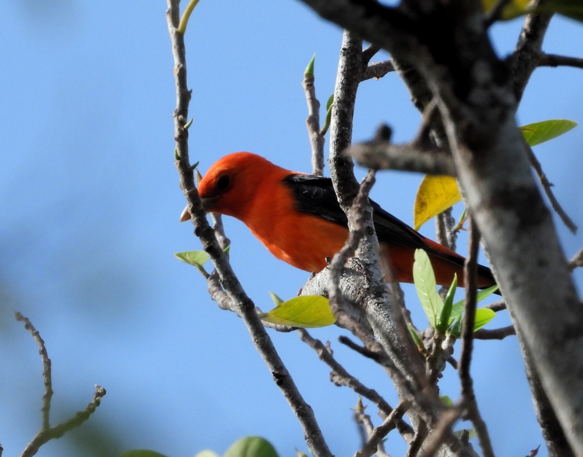 Scarlet Tanager - ML618032374