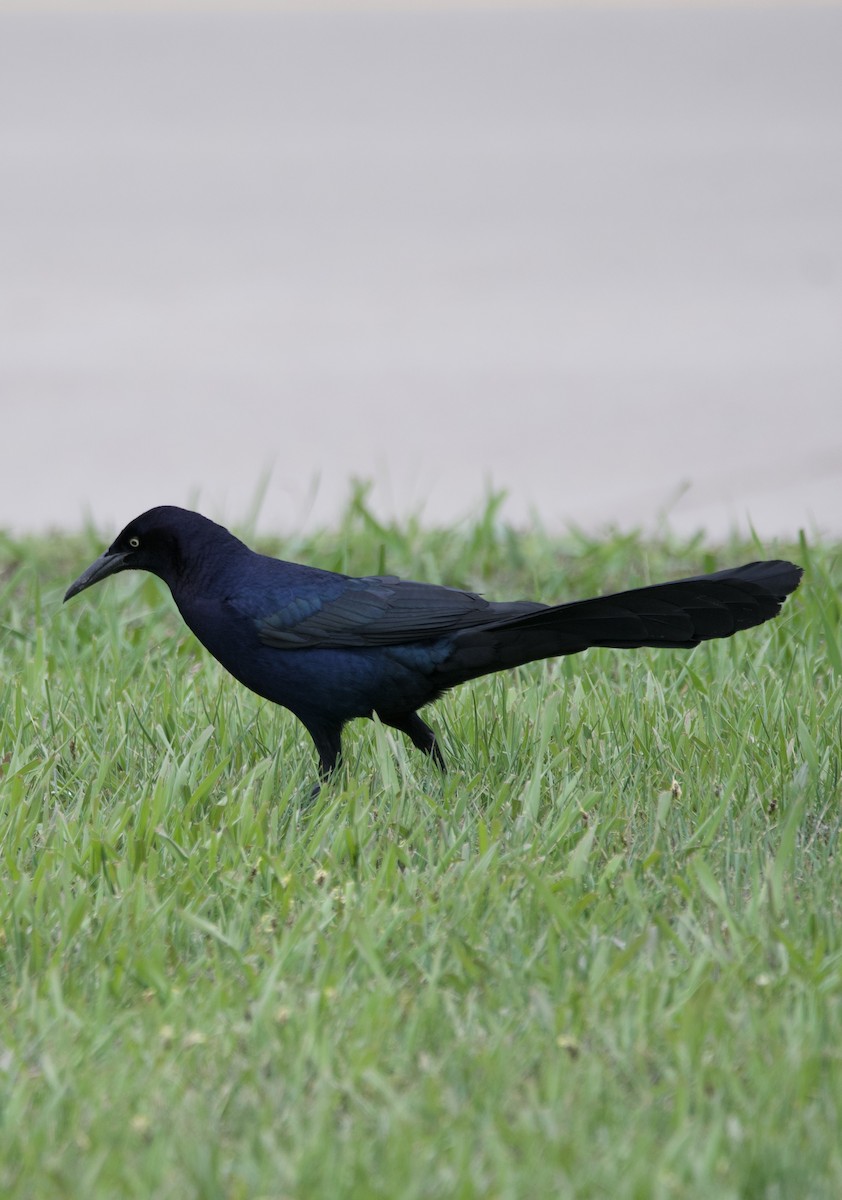 Great-tailed Grackle - ML618032381