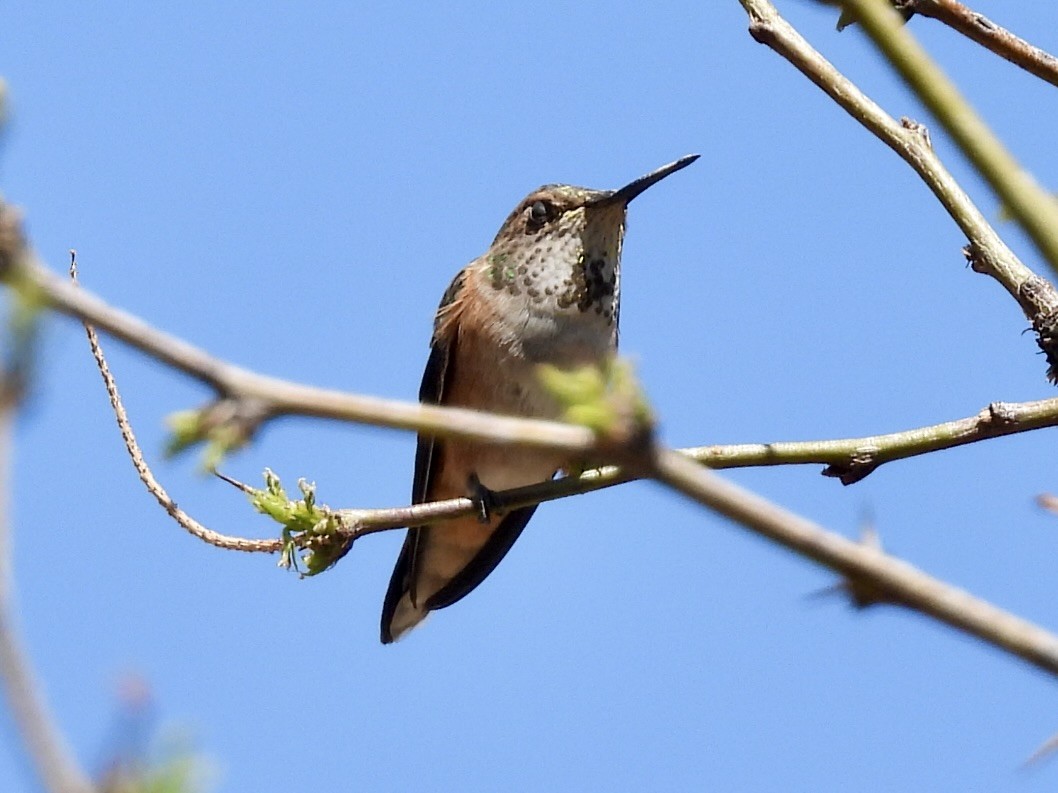 Rufous Hummingbird - Sandy and Stephen Birge