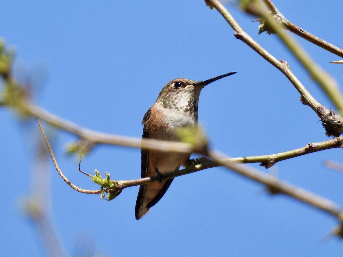 Rufous Hummingbird - Sandy and Stephen Birge