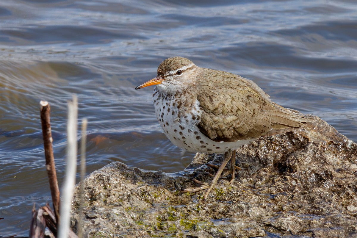 Spotted Sandpiper - Will Carlson