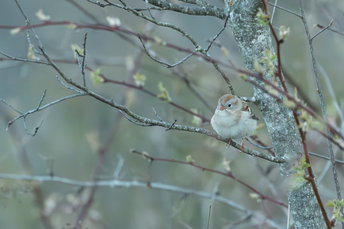 Field Sparrow - chris roberts