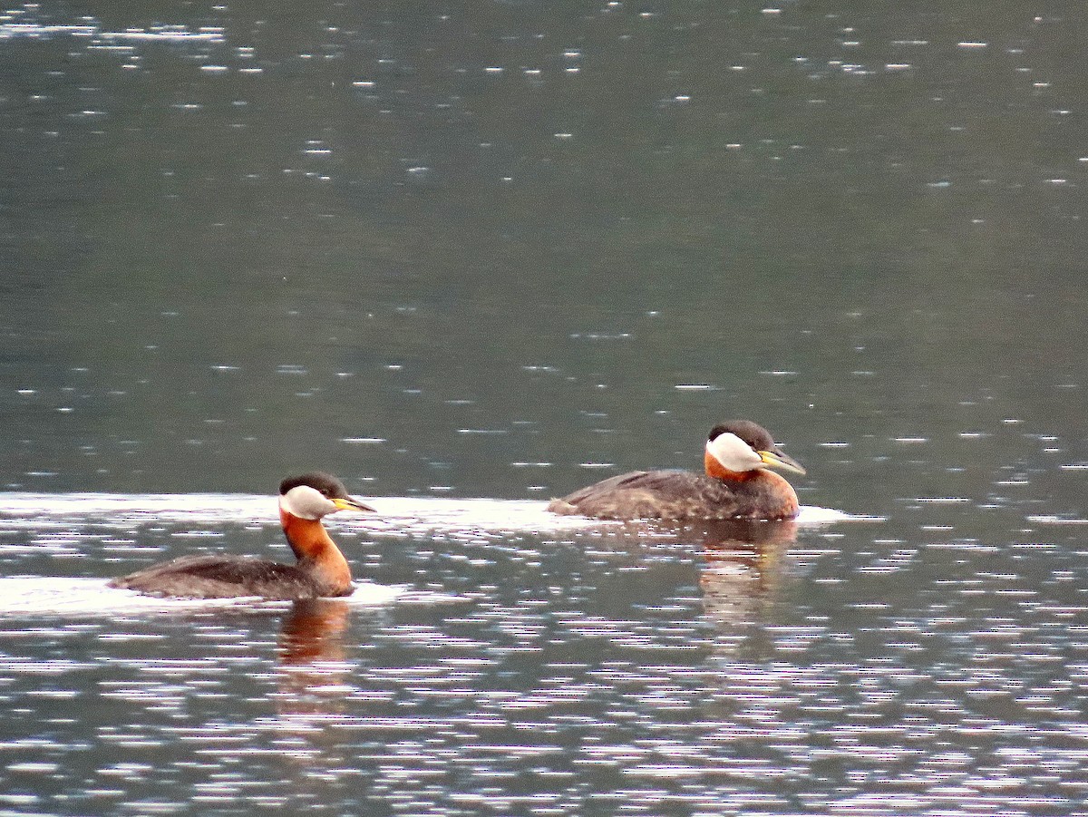 Red-necked Grebe - ML618032416