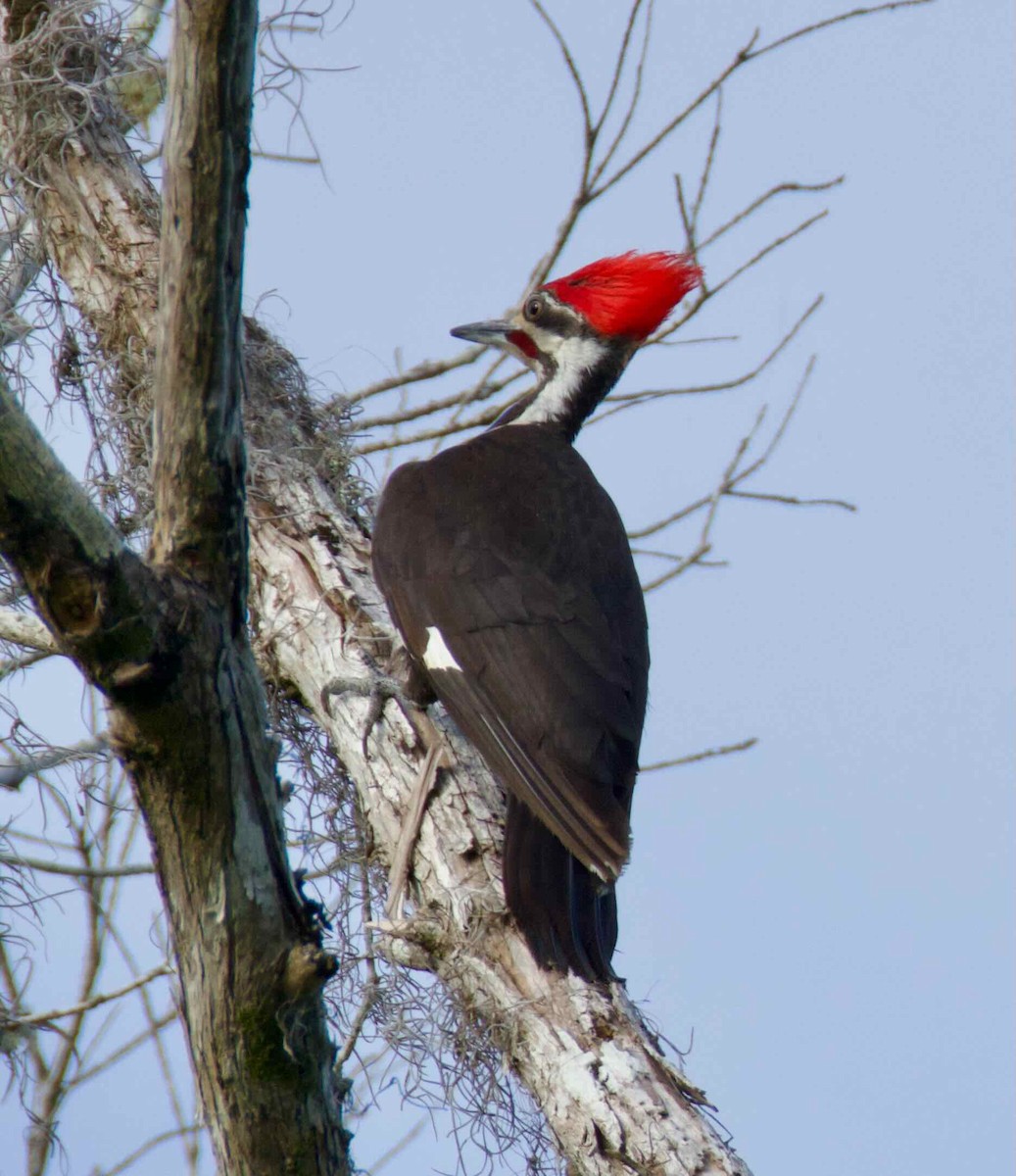 Pileated Woodpecker - James Gamber