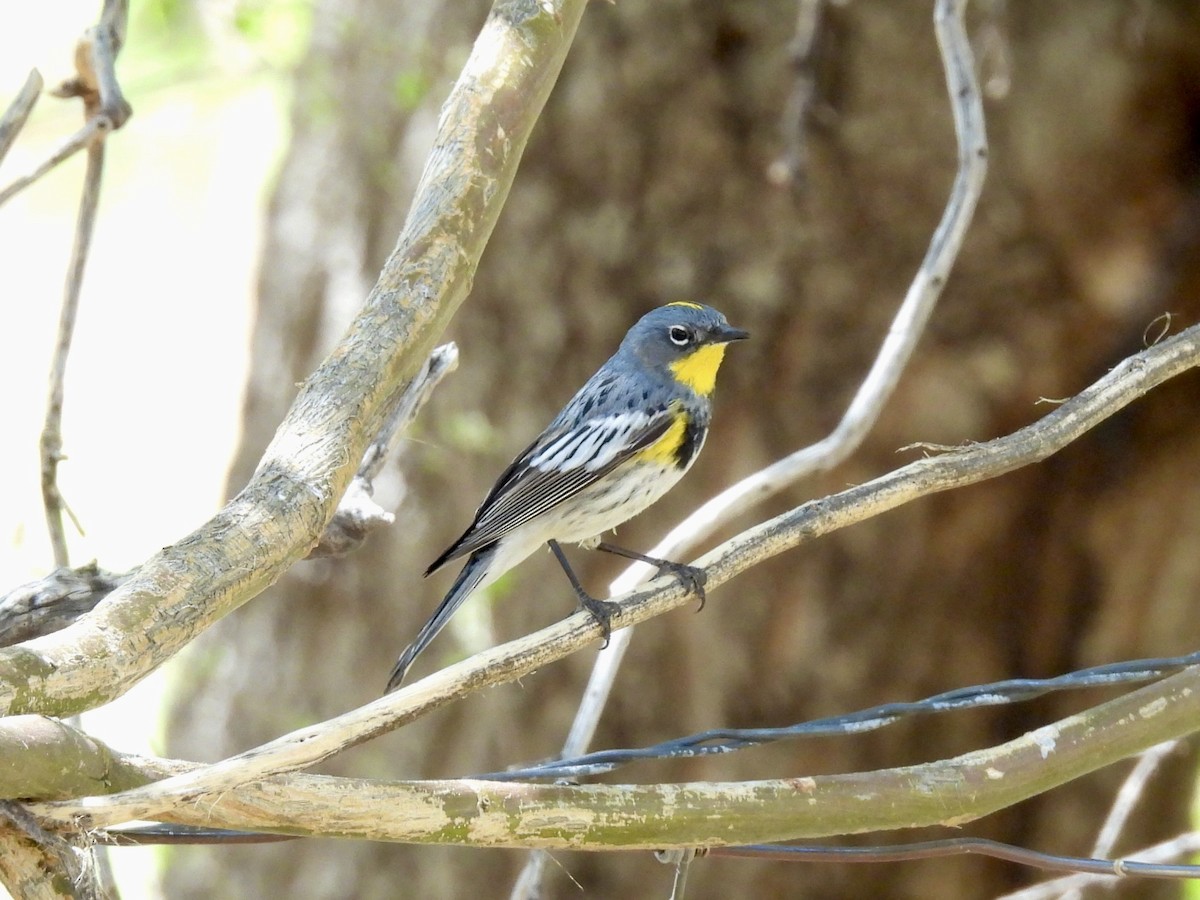Yellow-rumped Warbler - Sandy and Stephen Birge