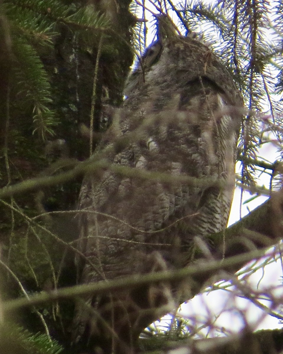 Great Horned Owl - ML618032428