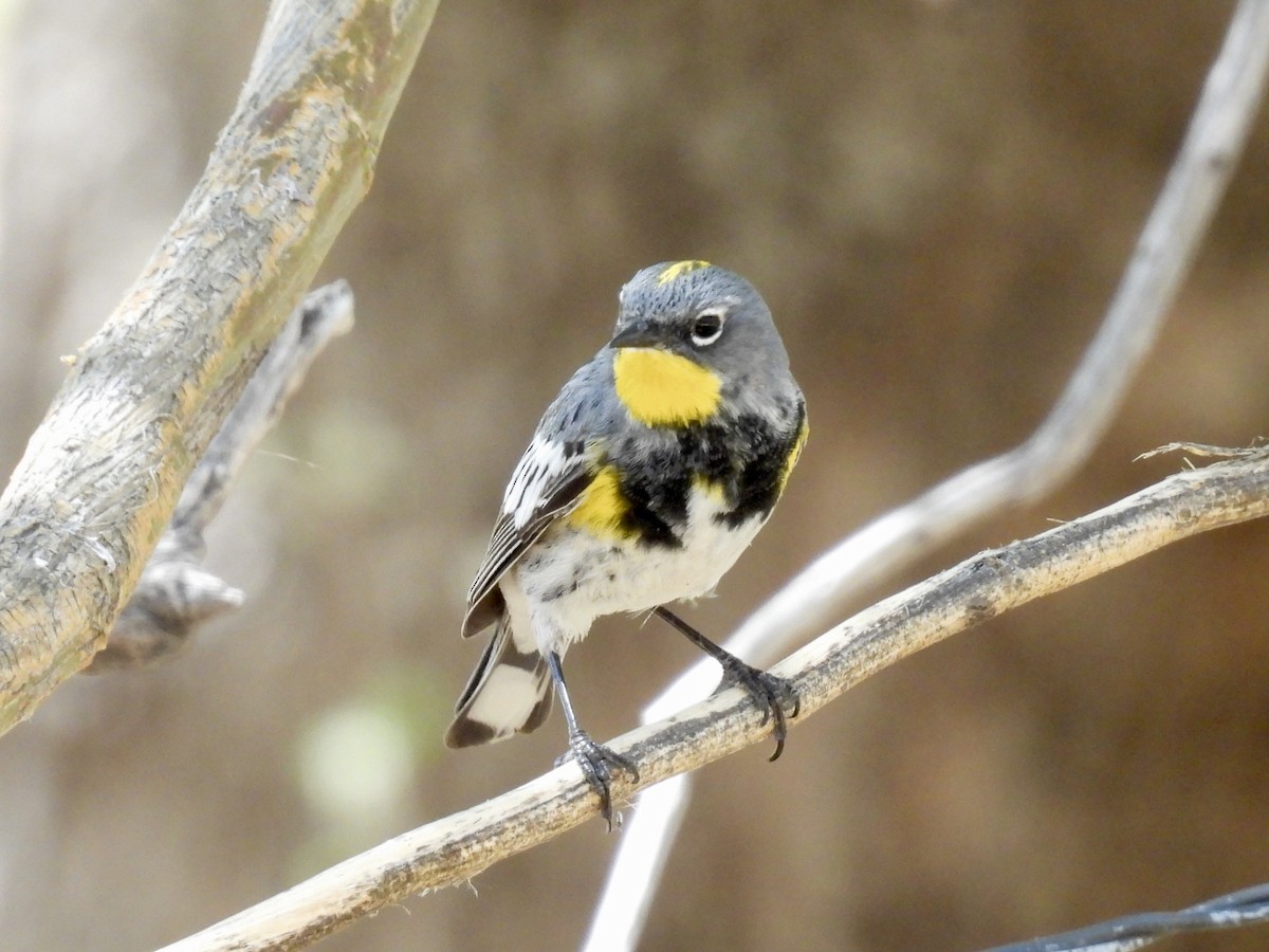 Yellow-rumped Warbler - Sandy and Stephen Birge