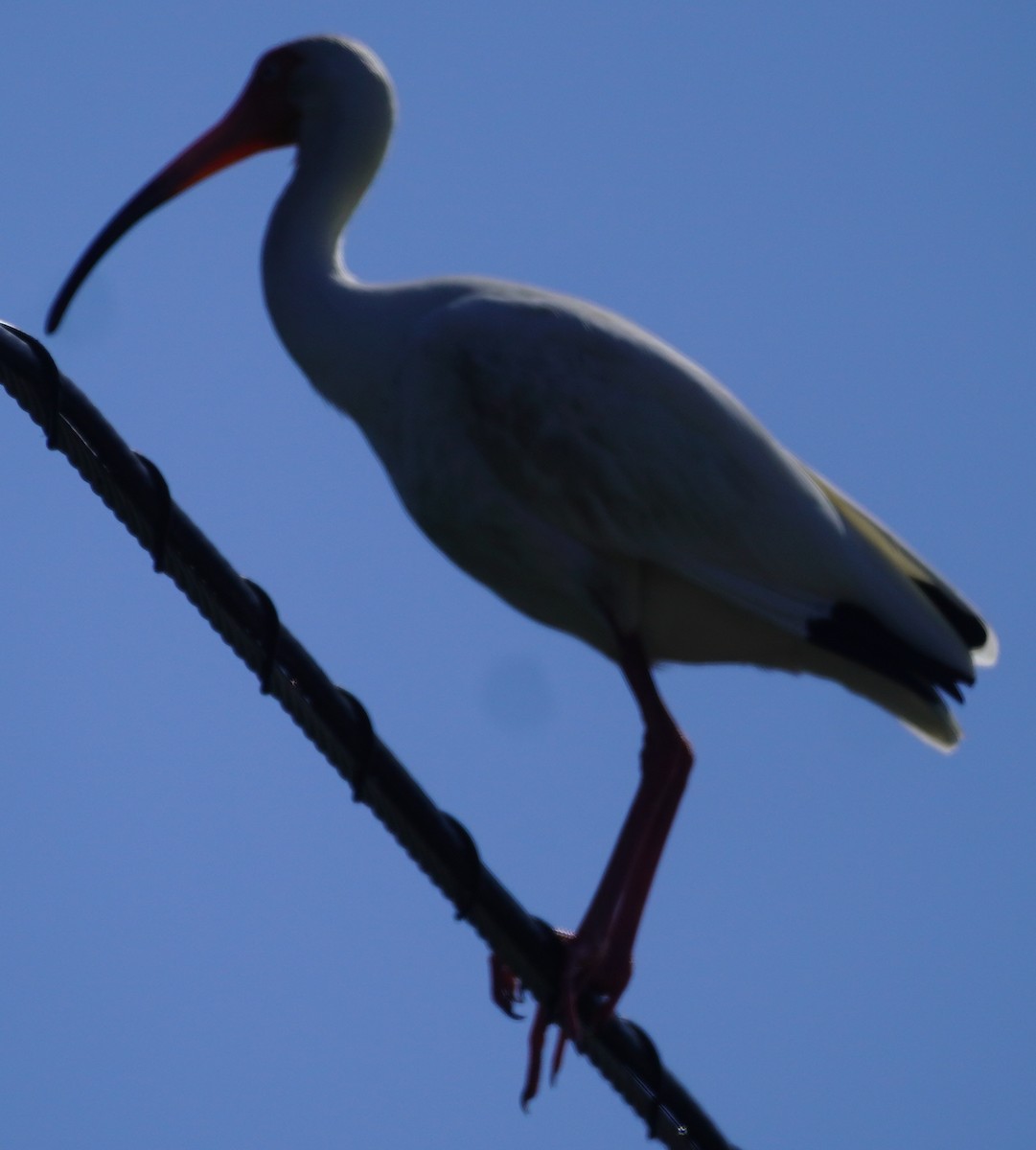 ibis bílý - ML618032439