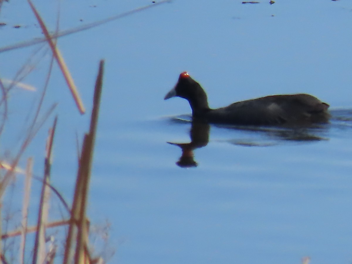 Red-knobbed Coot - ML618032445