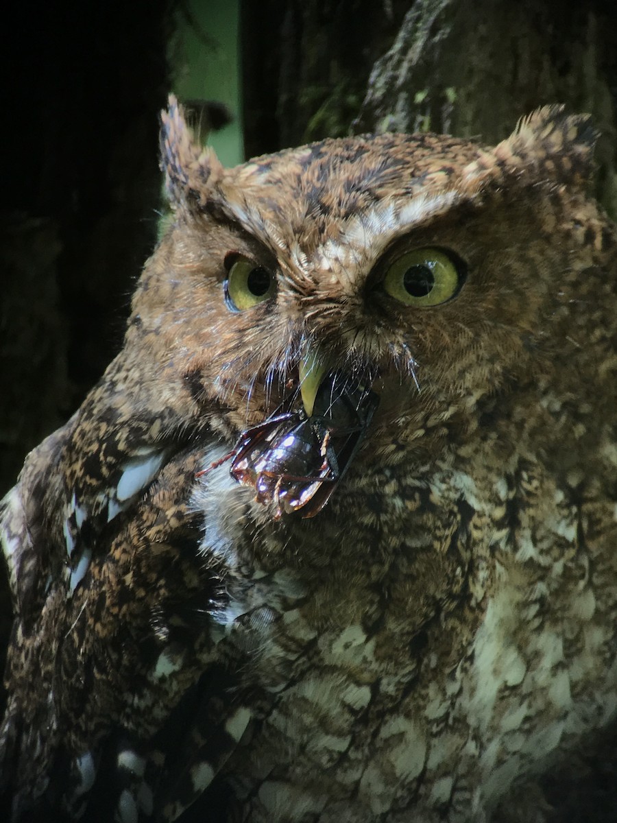 Bare-shanked Screech-Owl - ML618032471