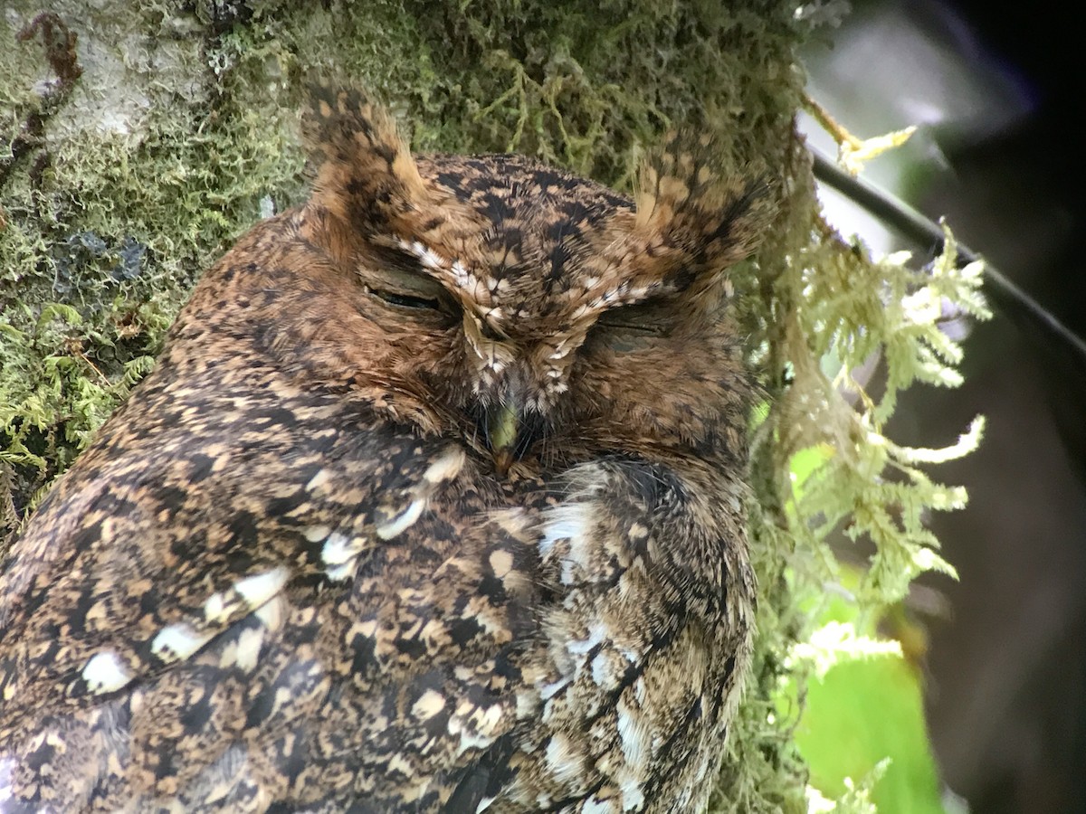 Bare-shanked Screech-Owl - ML618032473