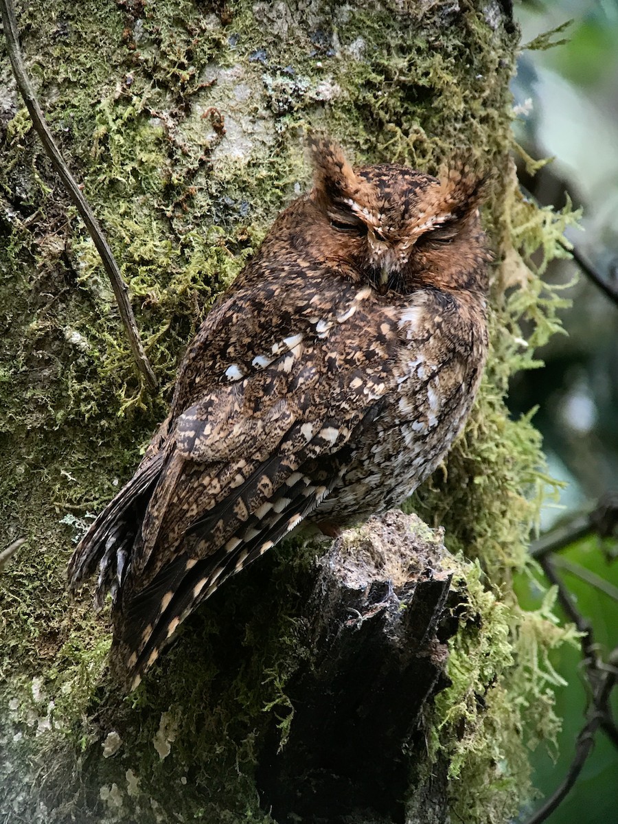 Bare-shanked Screech-Owl - Brian Gibbons