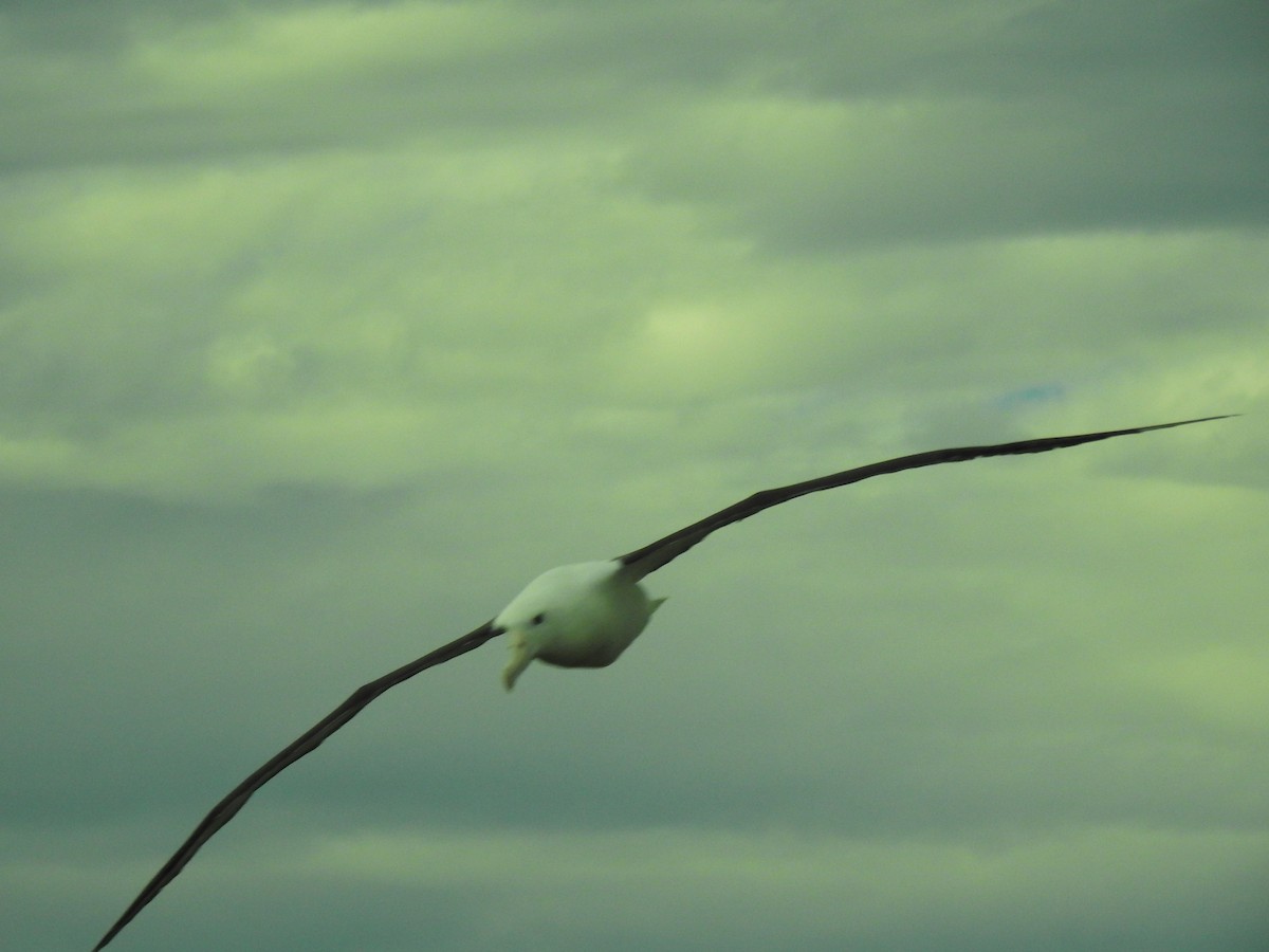 Northern Royal Albatross - Marco Costa