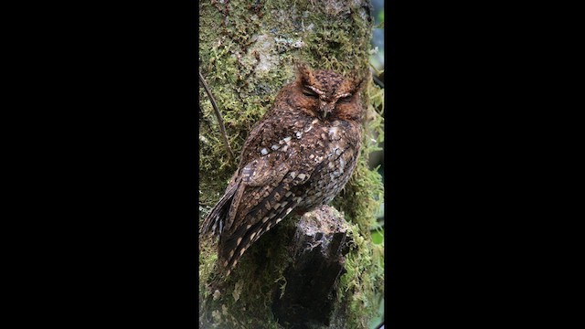 Bare-shanked Screech-Owl - ML618032482