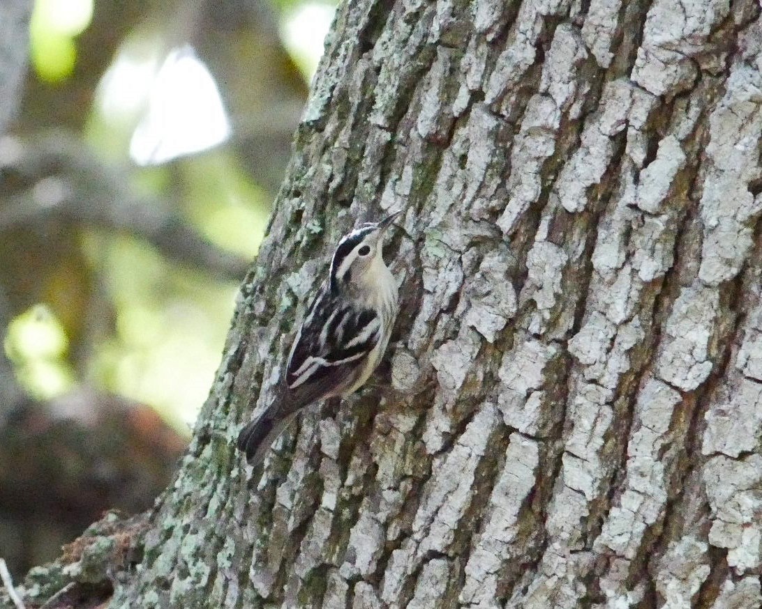 Black-and-white Warbler - Jake Streets