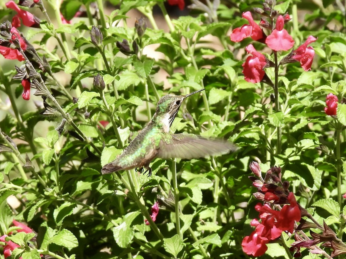 Calliope Hummingbird - Sandy and Stephen Birge