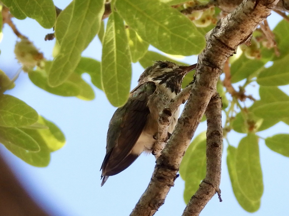 Calliope Hummingbird - Sandy and Stephen Birge
