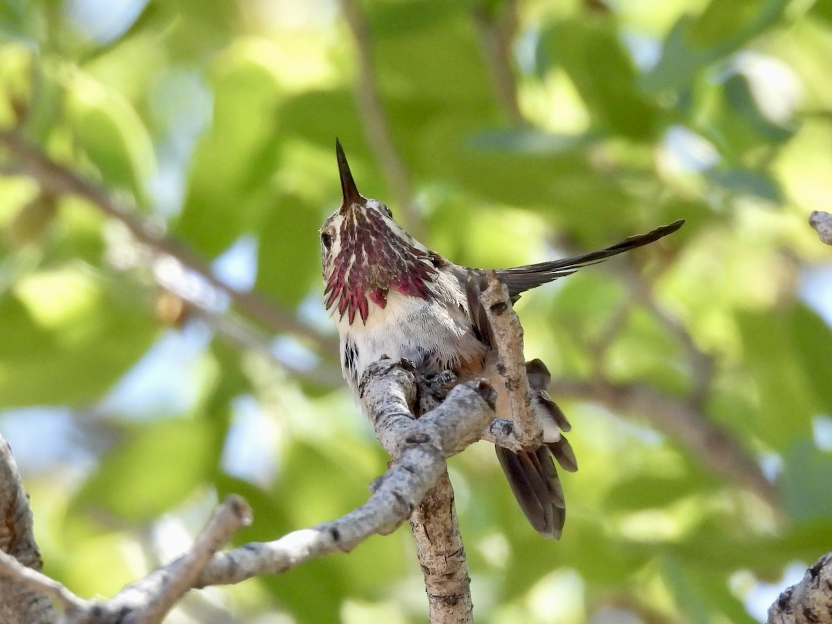 Calliope Hummingbird - ML618032516